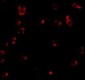 Fibulin 3 Antibody